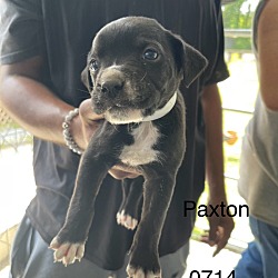 Photo of Paxton