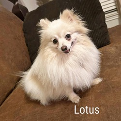 Photo of Lotus