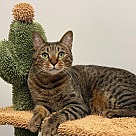 Adopt A Pet :: Sammy - Locust Grove, GA