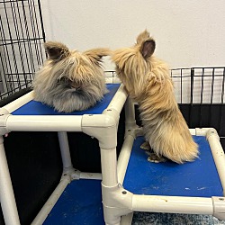 bonded pet photo