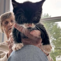 adopt a pet