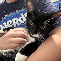 adopt a pet