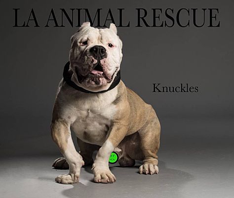 Los Angeles Ca American Bulldog Meet Knuckles A Pet For Adoption