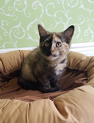 Red Wing Mn Domestic Shorthair Meet Harley Quinn A Pet For