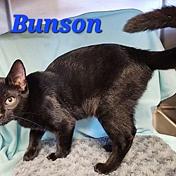 Thumbnail photo of Bunson #2