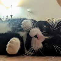 adopt a pet