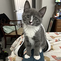 adopt a pet