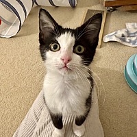 adopt a pet