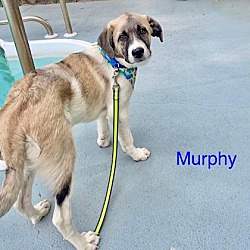 Thumbnail photo of Murphy #2