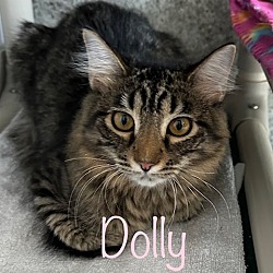 Photo of DOLLY