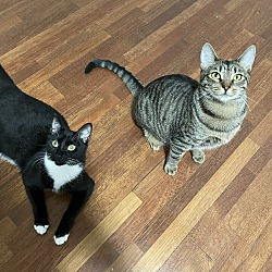 Photo of Mittens & Storm (Bonded Pair)