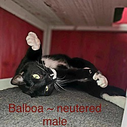 Photo of Balboa