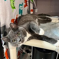 adopt a pet