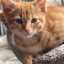 Thumbnail photo of Bagel #1