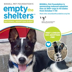 Thumbnail photo of London- $50 Bissell Sponsored Adoption Fee! #1