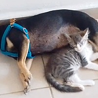 adopt a pet