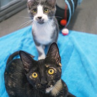adopt a pet