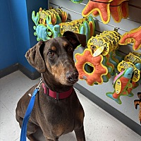 adopt a pet