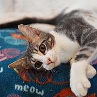 adopt a pet