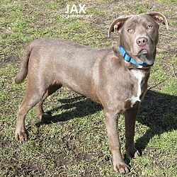 Thumbnail photo of Jax #2