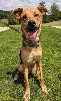 Adopt A Pet Petsmart Charities
