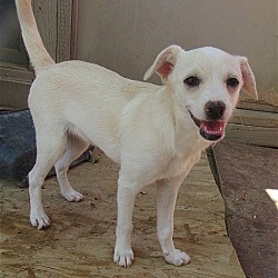 Thumbnail photo of Marshmallow- adopted 9-18-21! #2