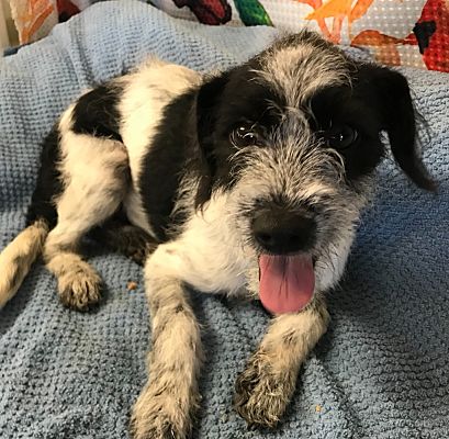 Lemoore, CA - Cattle Dog/Poodle (Standard). Meet OSCAR a Pet for ...