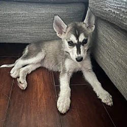 Photo of Zeda