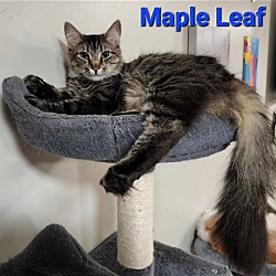 Thumbnail photo of Maple Leaf #1