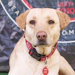 Photo of Blitzen