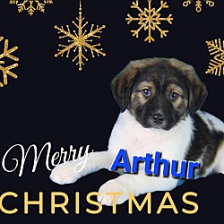 Thumbnail photo of Arthur #2