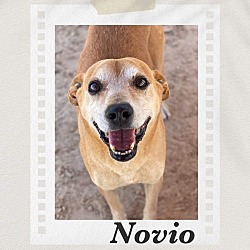 Photo of Novio