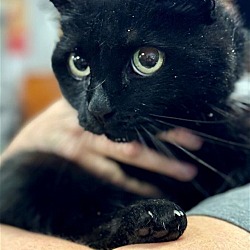 Thumbnail photo of Brini: sweet older kitty #2