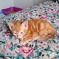 adopt-pet