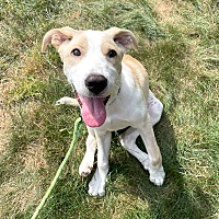 adopt a pet