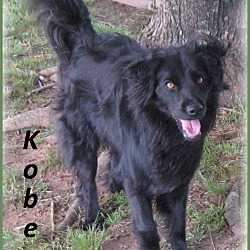 Thumbnail photo of Kobe- Super Sweet Dog! #2