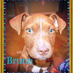 Photo of BRUNO - Green eyes!