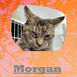 Photo of Morgan