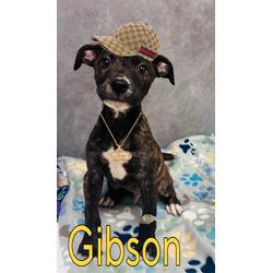 Photo of Gibson