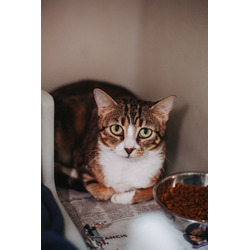 Photo of 75431A Tulip-Pounce Cat Cafe