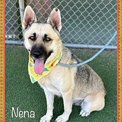 Thumbnail photo of NENA #3