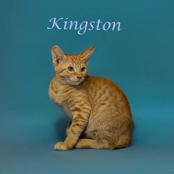 Thumbnail photo of Kingston (C24-137) #3