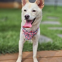 adopt a pet