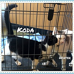 Thumbnail photo of Koda #3