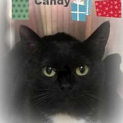 Thumbnail photo of Candy;needs another cat #1