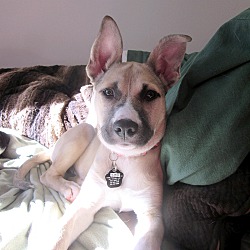 Photo of Clarice-Adopted!