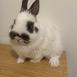 Photo of Bunny