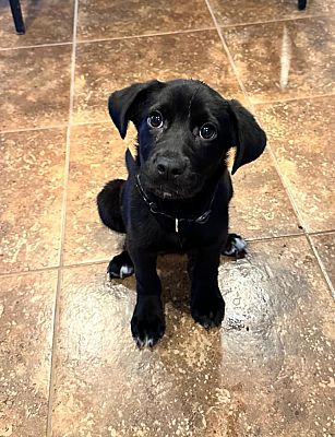 West Richland, WA - Labrador Retriever. Meet Solstice a Pet for ...