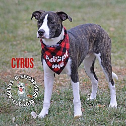 Thumbnail photo of Cyrus #4