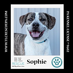 Photo of Sophie  (The Variety Pack) 082623
